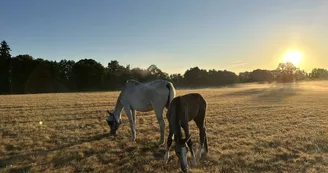 Centre Équestre de Jallais
