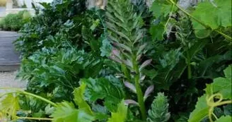 Au Calme des Figuiers