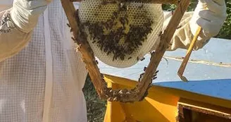 Apiculture : 13 Bees