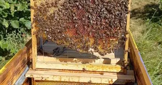 Apiculture : 13 Bees