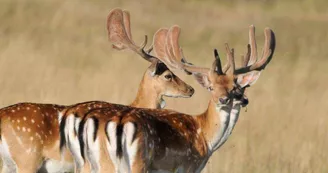 Chambres d'Hôtes du Safari Parc de Haute Saintonge