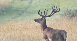 Chambres d'Hôtes du Safari Parc de Haute Saintonge