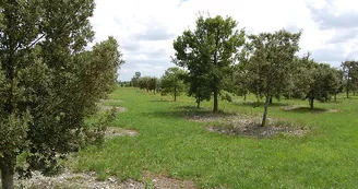 Pineau Cognac Guiet Petit