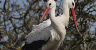 Le Marais aux Oiseaux