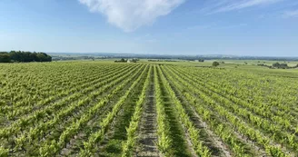 Maison Boinaud - Cognac De Luze & Whisky Hériose