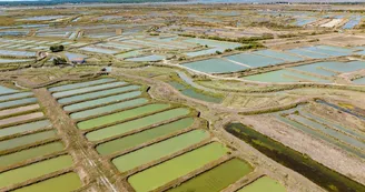 Marais de la Seudre Marais de la Seudre