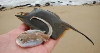 Association IODDE - CPIE Marennes Oléron