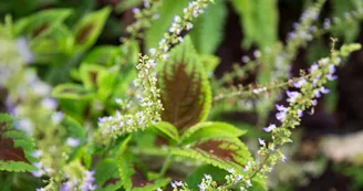 Serre tropicale des Antilles de Jonzac