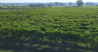 Gîtes de la Tacharderie - Côté vignes