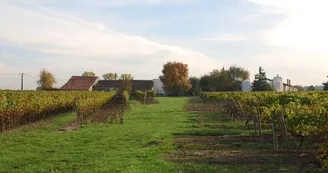 Gîtes de la Tacharderie - Côté vignes