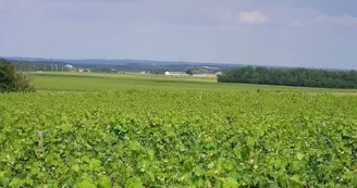 Gîtes de la Tacharderie - Côté vignes