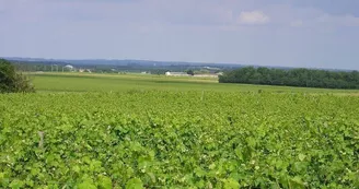 Gîtes de la Tacharderie - L'alambic