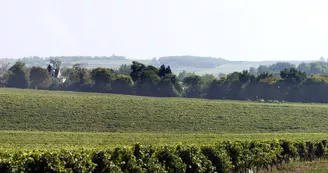 Château de Beaulon Château de Beaulon