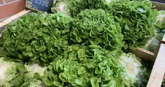 Marché vert et marché de producteurs