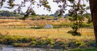 Camping les Embruns d'Oléron