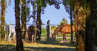 Camping les Embruns d'Oléron