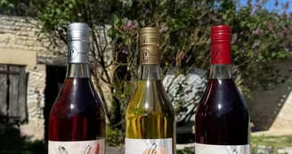 Vignoble Février