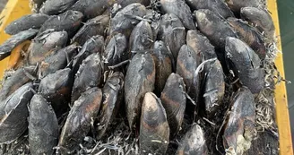 Cabane ostréicole des Bons Vivants