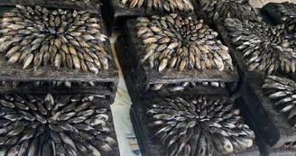 Cabane ostréicole des Bons Vivants