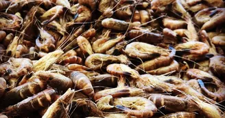 Les Viviers Charentais