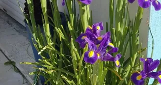 La Lisée Bleue - Jean-Lis Michèle