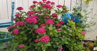 La Lisée Bleue - Jean-Lis Michèle