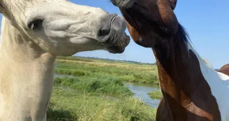 Centre de Tourisme Équestre - L'Étrier Ronçois