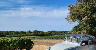 Domaine de la Chevalerie - Vignoble Pelletant