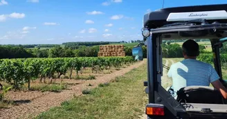 Domaine de la Chevalerie - Vignoble Pelletant