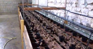 La cagouille charentaise