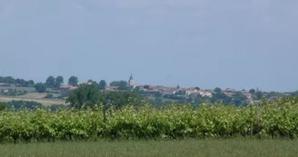 Sémillon