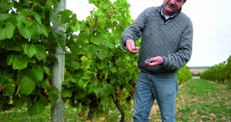 Vignoble Roland Vilneau