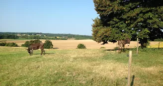 Chambres d'hôtes Casa Sana - Les écolodges