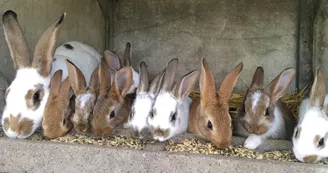 Chambres d'hôtes Casa Sana - Les écolodges