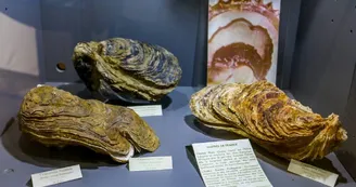 Journées européennes du patrimoine au musée de la nacre Journées européennes du patrimoine au musée de la nacre