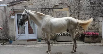Gîte des Ecuries du Seillery Gîte des Ecuries du Seillery