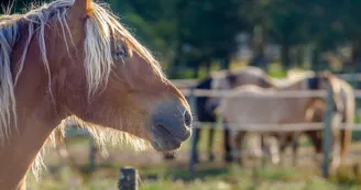 Centre équestre Les Embruns d'Oléron