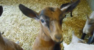 La ferme de Kalidaan