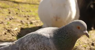 Le sanctuaire des poids plumes