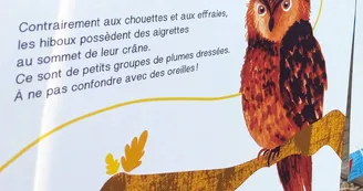 Exposition "Suis du doigt la Chouette"