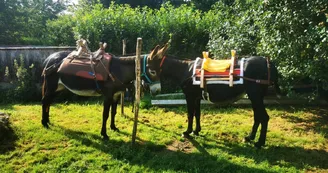 Randonnée avec les ânes