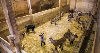 Chèvrerie Chez Boye