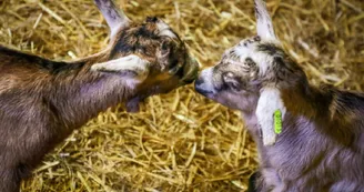 Chèvrerie Chez Boye