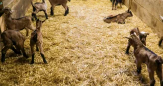 Chèvrerie Chez Boye