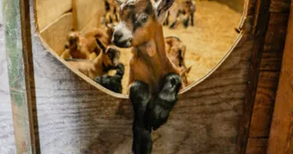 Chèvrerie Chez Boye