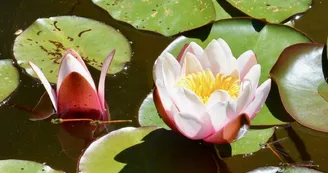 Réserve  naturelle régionale : La Massonne