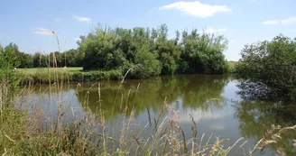 Exposition : Le baguage de A à Z