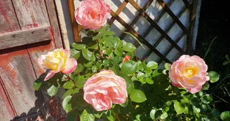 Gîte la maison des oliviers - 4 pers