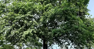 Camping insolite au Camping du Parc