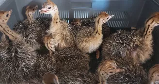 Plantes et Plumes : Elevage d'Autruches